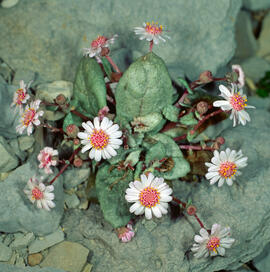 Margalides ("Bellis sylvestris")