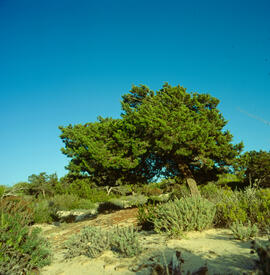 Pi blanc ("Pinus halepensis")