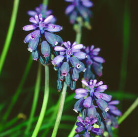 "Muscari botryoides"
