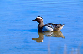 Collblau ("Anas platyrhynchos")