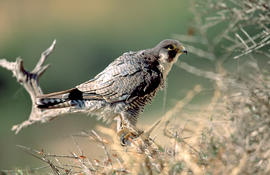 Falcó ("Falco peregrinus")