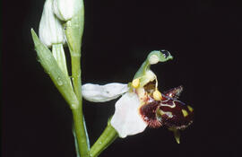 Orquídia abella ("Ophrys apifera")