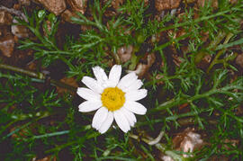 Panigroc ("Anacyclus clavatus")