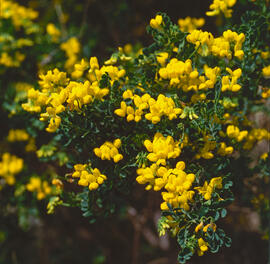 Botgeta alpestre ("Alyssum alpestre")