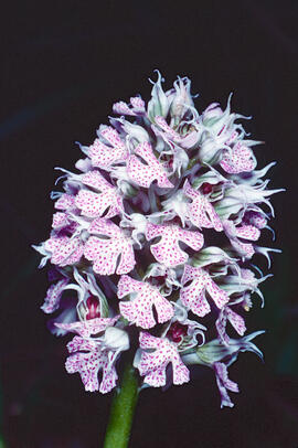 Orquídia ("Neotinea tridentata")