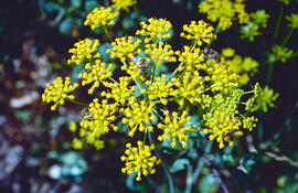 Fonoll pudent ("Anethum graveolens")