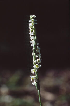 Orquídia de tardor ("Spiranthes spiralis")