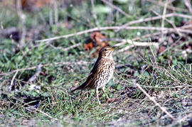 Tord ("Turdus philomelos")