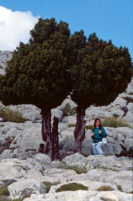 Dona de Climent Picornell al costat de un teix
