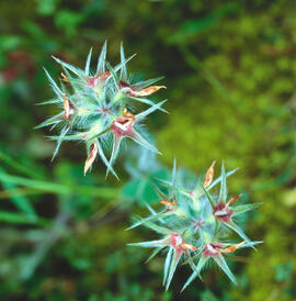 Trifoli estrellat ("Trifolium strellatum")