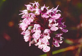 Orquídia ("Neotinea tridentata")