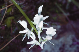 Orquídia ("Orchis provincialis")