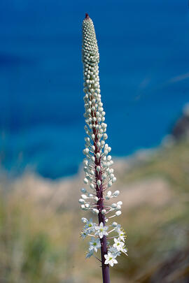 Ceba marina ("Drimia maritima")