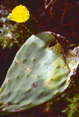 Figuera de moro ("Opuntia ficus-indica")