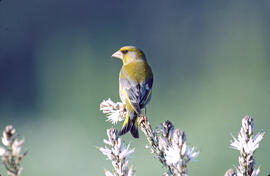 Verderol ("Chloris chloris")