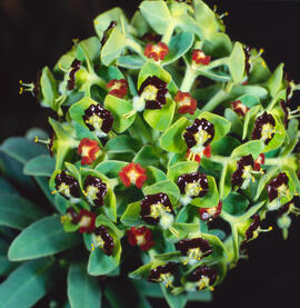 Lletrera visquera ("Euphorbia characias")