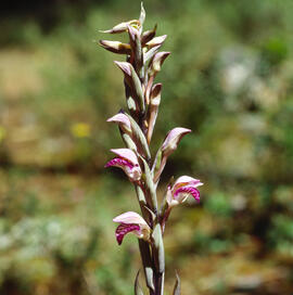 Clavell ("Limodorum abortivum")