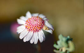 Margalida ("Bellis perennis")