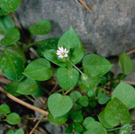 Morró de canari ("Stellaria media")