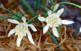 Lliri de mar ("Pancratium maritimum")