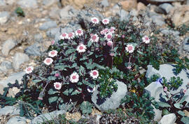 Margalideta de la mar ("Senecio rodriguezii")
