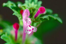 Floruví ("Lamium amplexicaule L.")