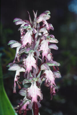 Mosques grosses ("Himantoglossum robertianum")