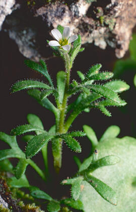 Saxífraga de tres dits ("Saxifraga tridactylites L.")