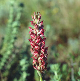 Abellera olorosa ("Anacamptis coriophora")