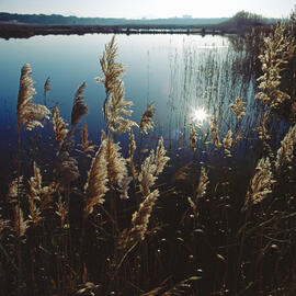 Canyet ("Phragmites australis")