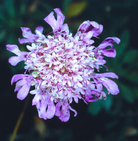 Escabiosa ("Scabiosa atropurpurea")