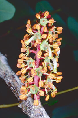 Flor de garrover ("Ceratonia siliqua")