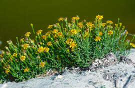 Salsona ("Limbarda crithmoides")