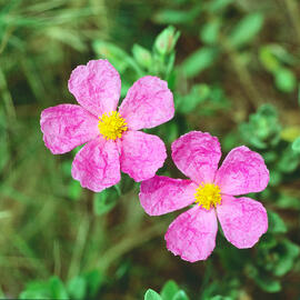 Estepa blanca ("Cistus albidus")