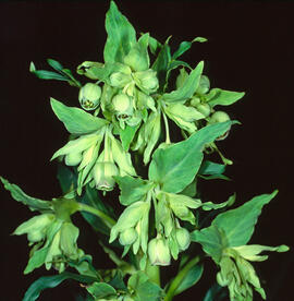 Marxívol ("Helleborus foetidus")