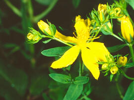 Herba de Sant Joan ("Hypericum perforatum")