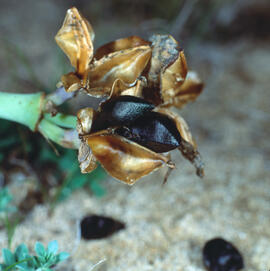 Marcet ("Dipcadi serotinum")