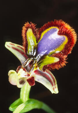 Abellera de mirall ("Ophrys speculum")