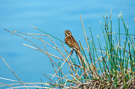 Hortolà de canyet ("Emberiza schoenuclus")