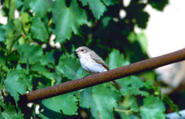 Picamosques ("Muscicapa striata")