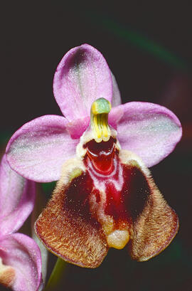 Orquídia ("Ophrys balearica")