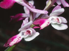 Orquídia ("Orchis mascula")