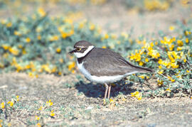 Tiruril·lo ("Charadrius alexandrinus")