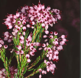 Bruc vagant ("Erica vagans")