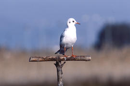 Poll de gavina roja ("Larus audouinii")