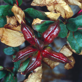 Peònia ("Paeonia mascula")