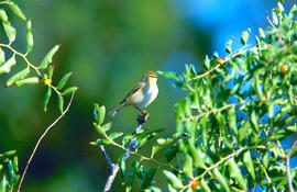 Mosquiter xiulaire ("Phylloscopus sibilatrix")