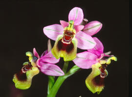 Abellera vermella ("Ophrys tenthredinifera")