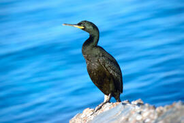 Corb marí ("Phalacrocorax aristotelis")