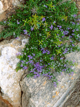 Romaní ("Salvia rosmarinus")